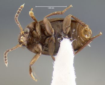 Media type: image;   Entomology 32005 Aspect: habitus ventral view